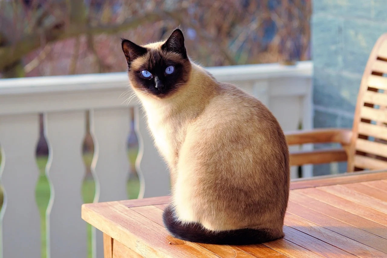 Comment choisir la litière parfaite pour votre chat  ?