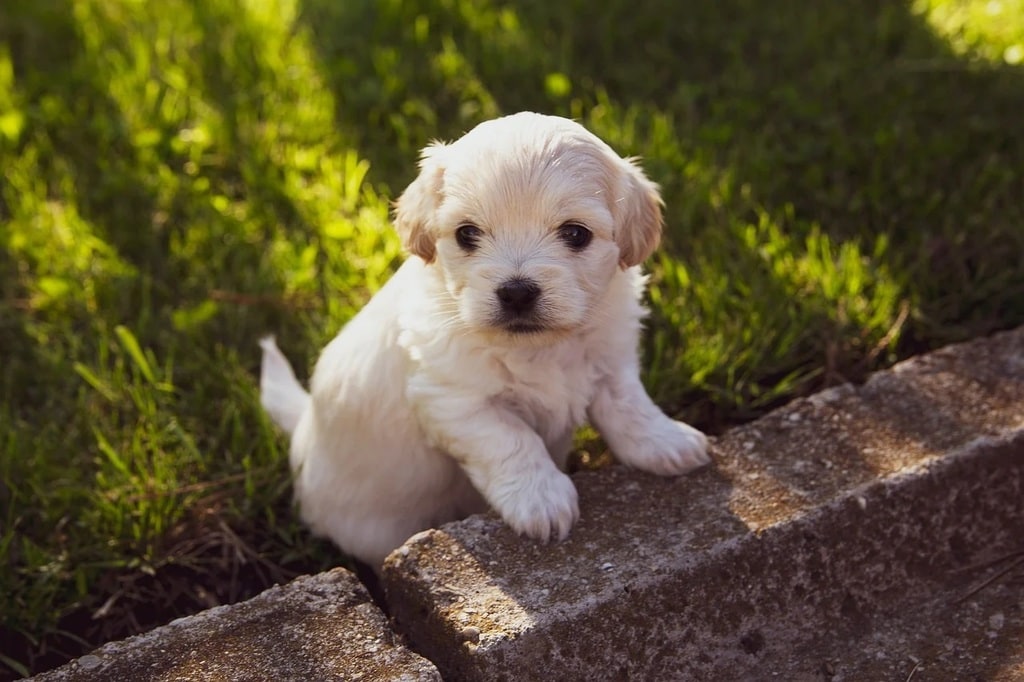 Comment éduquer un chiot à la propreté  ?