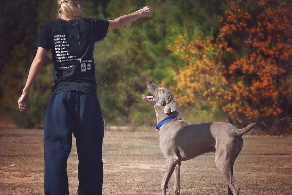 Les meilleurs jouets pour stimuler l’intelligence de votre chien