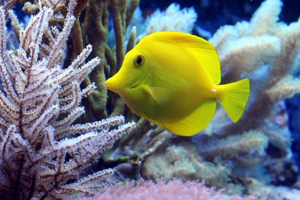 Les meilleurs poissons pour un aquarium débutant